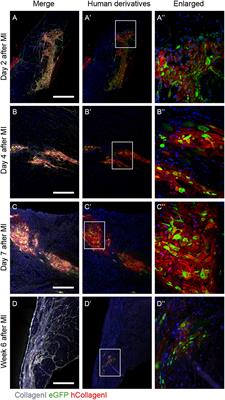 In vivo and in vitro Approaches Reveal Novel Insight Into the Ability of Epicardium-Derived Cells to Create Their Own Extracellular Environment